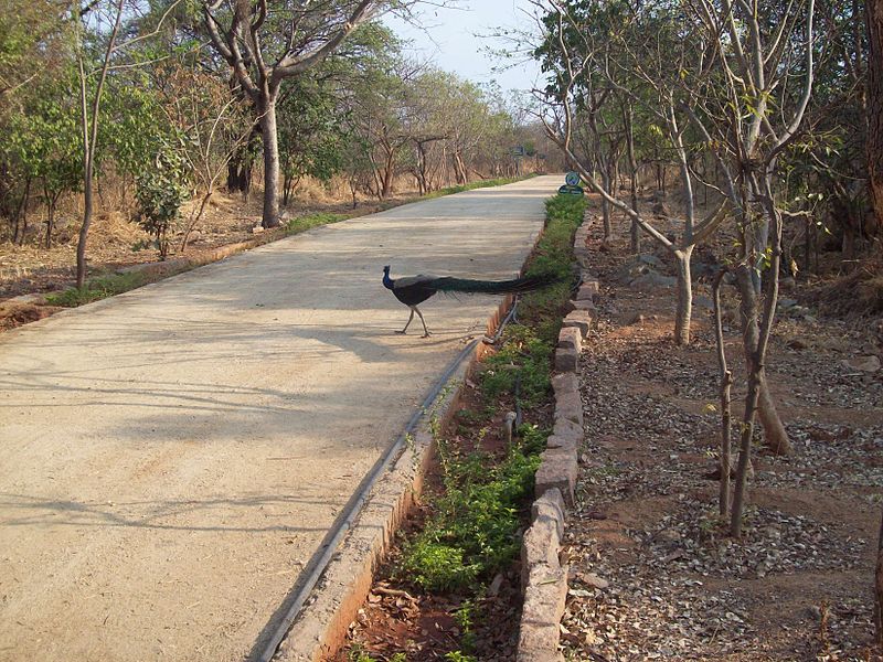 Peacocks crossing the road inside park