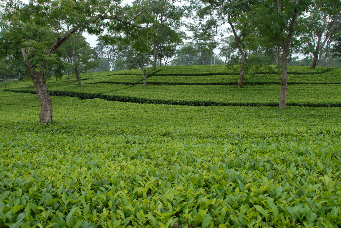Tea Garden Assam