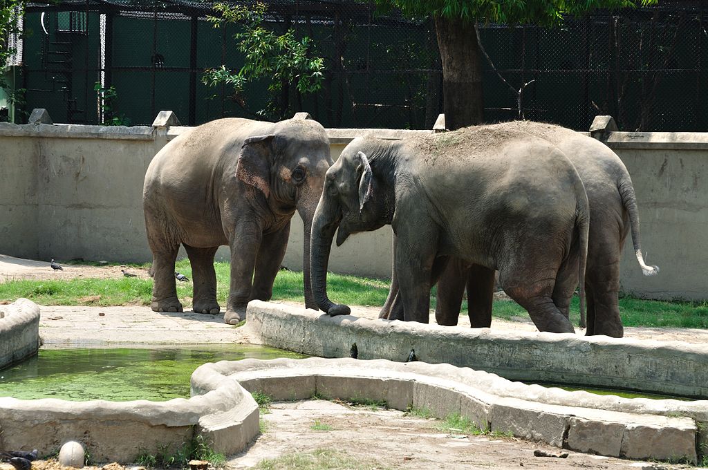 Alipore Zoological Gardens Kolkata - Housing Rarest of Animals for People  to Watch - Blissful Geeta